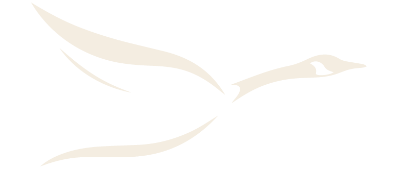 Pluma de ganso
